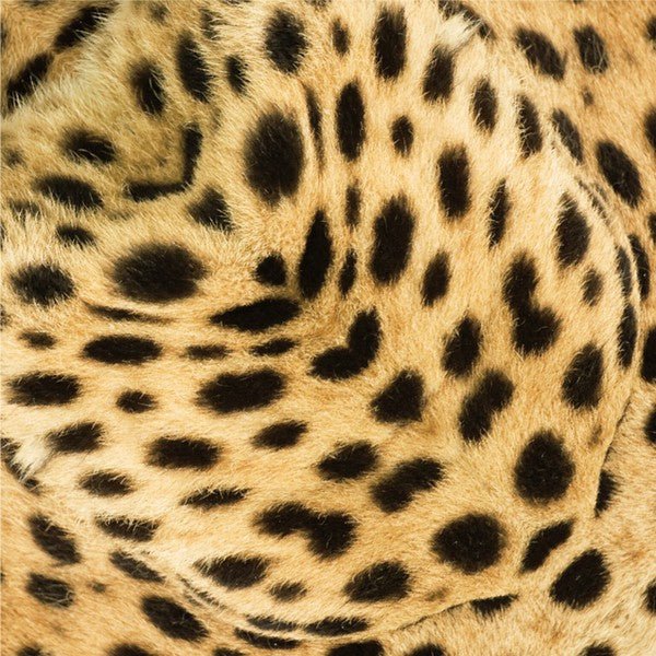 African Savannah Animal Origami Sets / Marumo Printing - Image 6