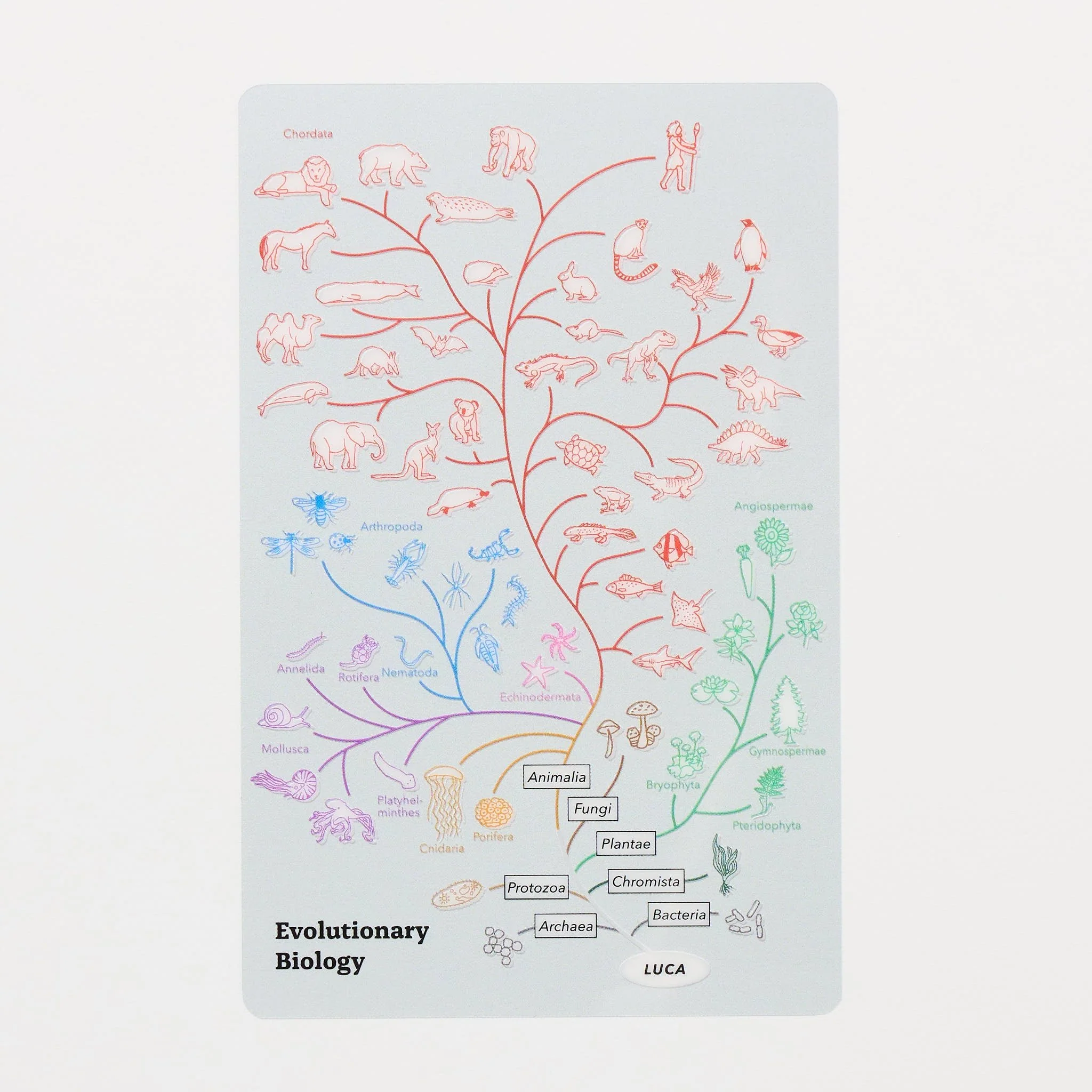 Evolutionary Biology STUDY HOLIC Bundle / GreenFlash - Image 8