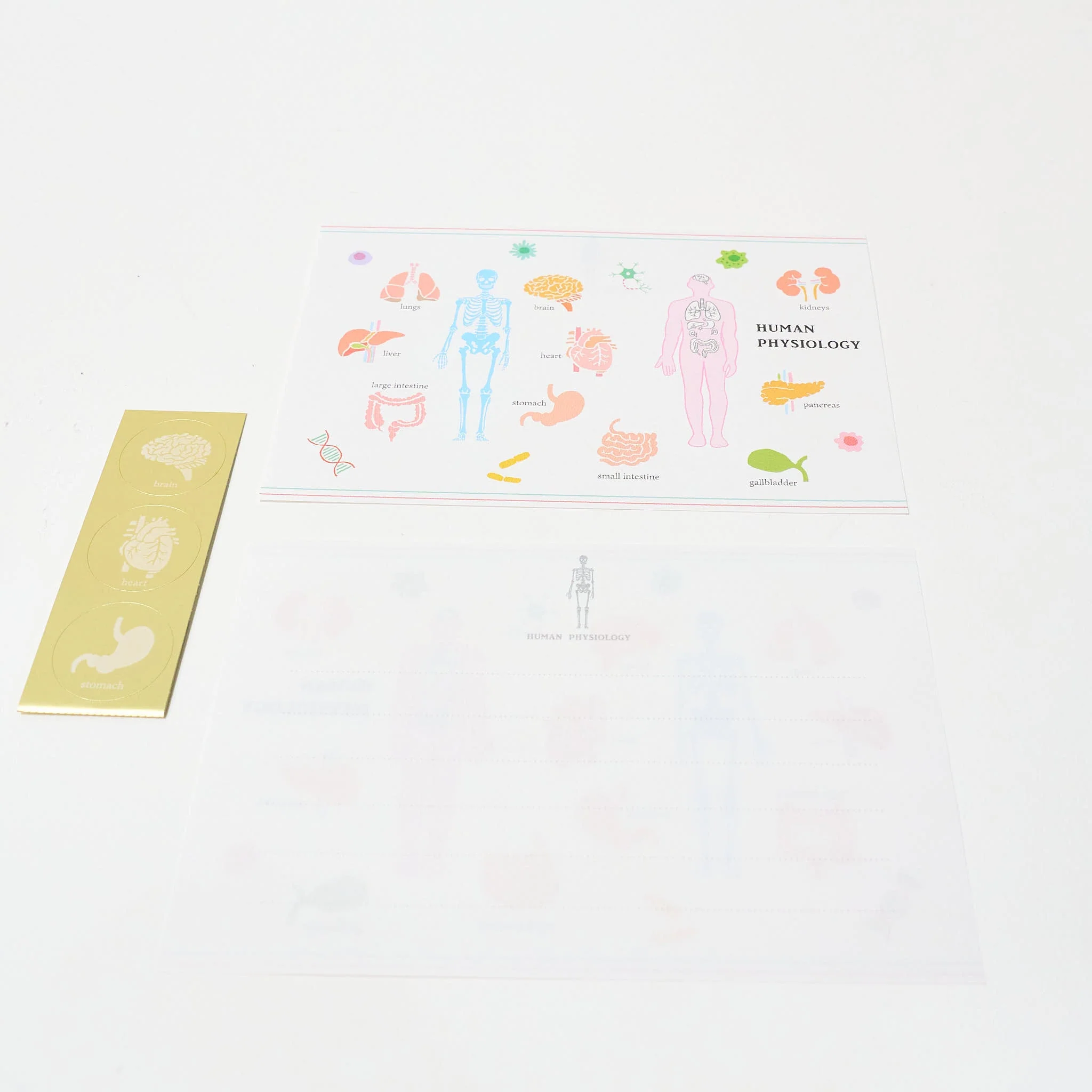 STUDY HOLIC Letter Set / GreenFlash - Image 8