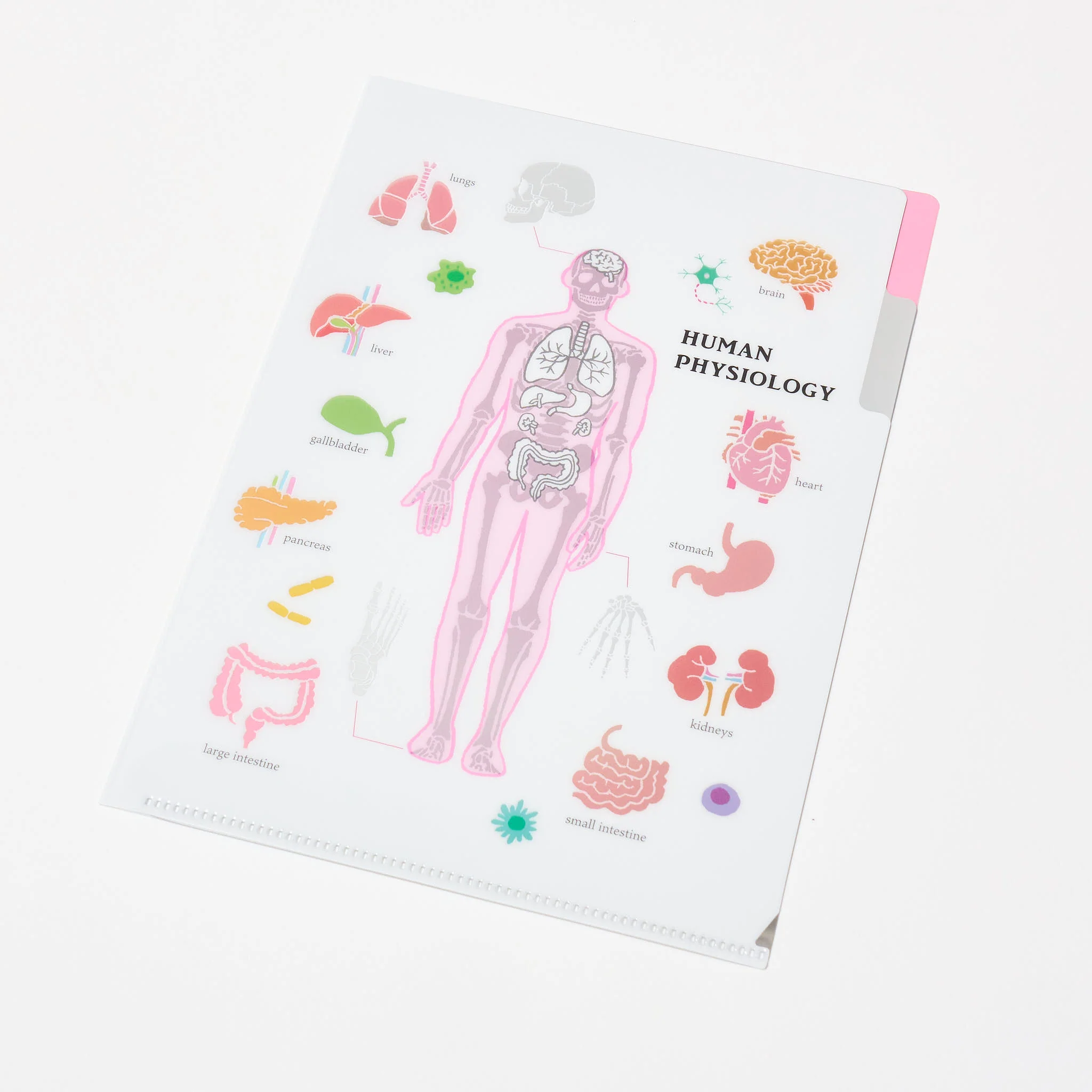 Human Physiology STUDY HOLIC Bundle / GreenFlash - Image 4