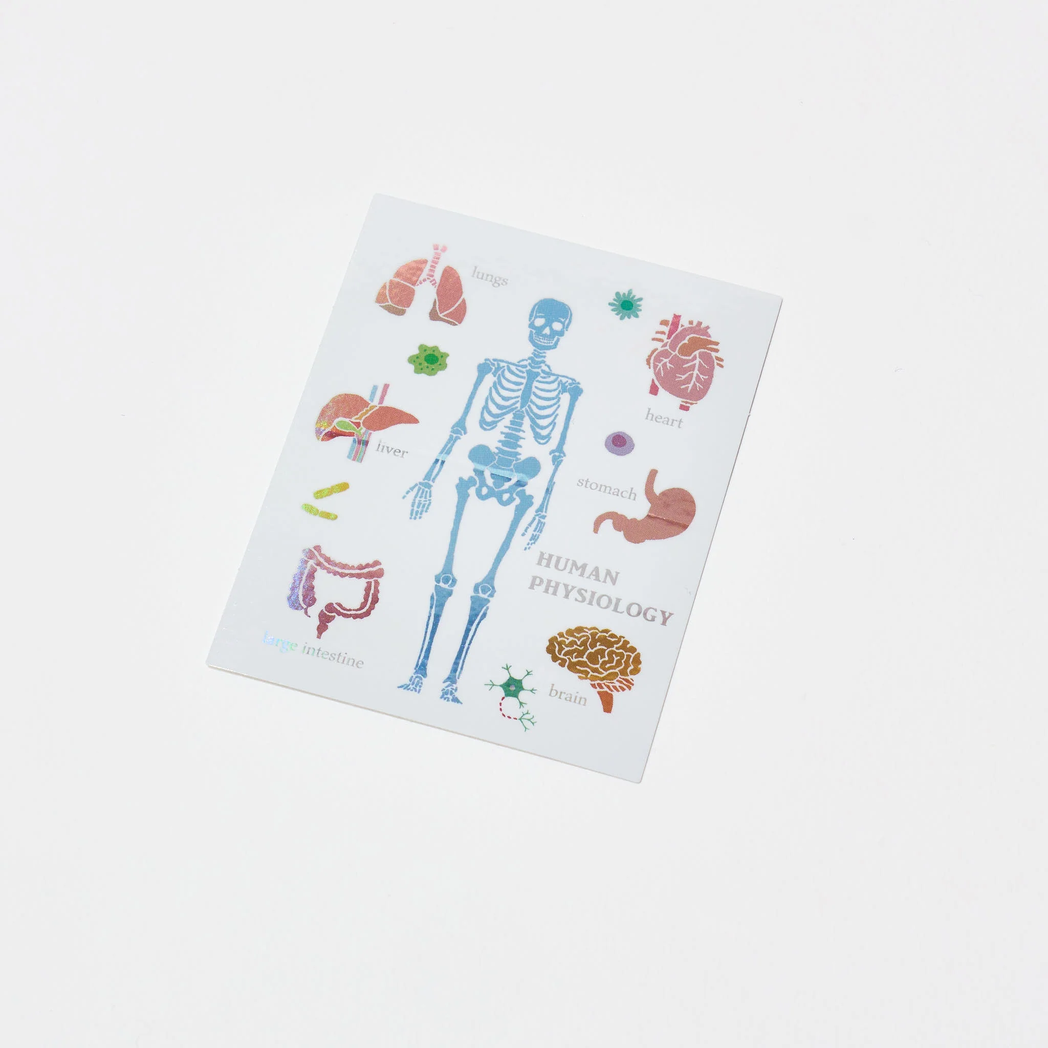 STUDY HOLIC Aurora Sticker / GreenFlash - Image 11