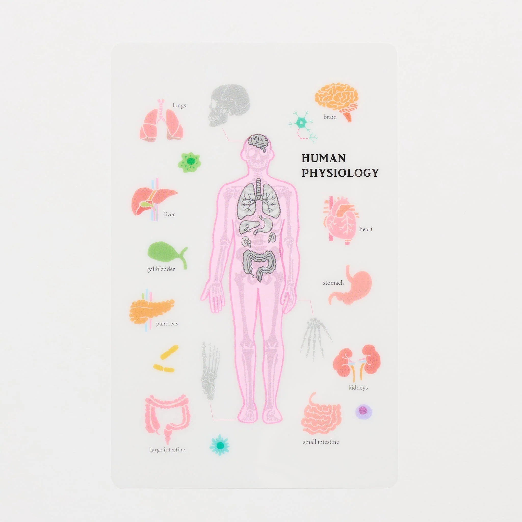 STUDY HOLIC Clear Bookmark / GreenFlash - Image 7