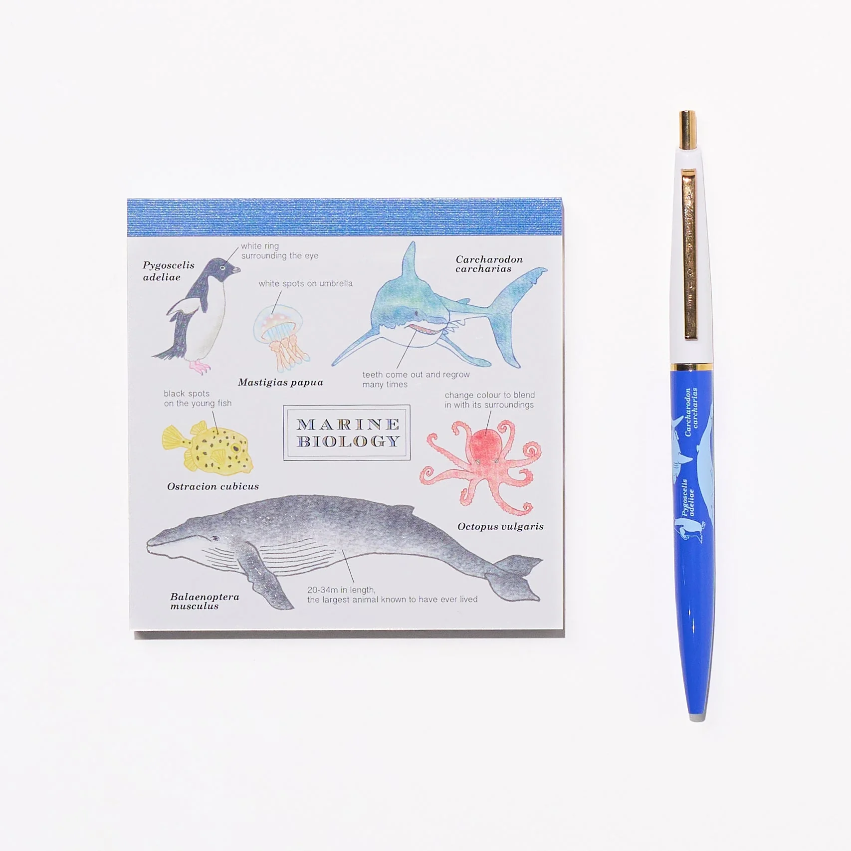 Marine Biology STUDY HOLIC Bundle / GreenFlash