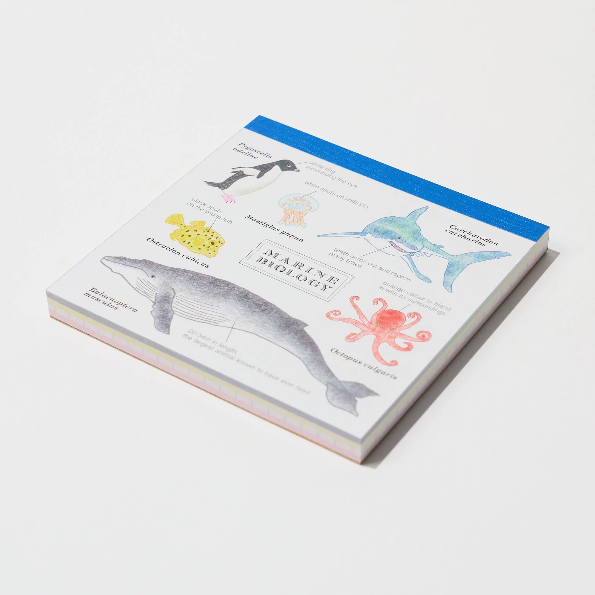 STUDY HOLIC Memo Pad Square / GreenFlash - Image 15