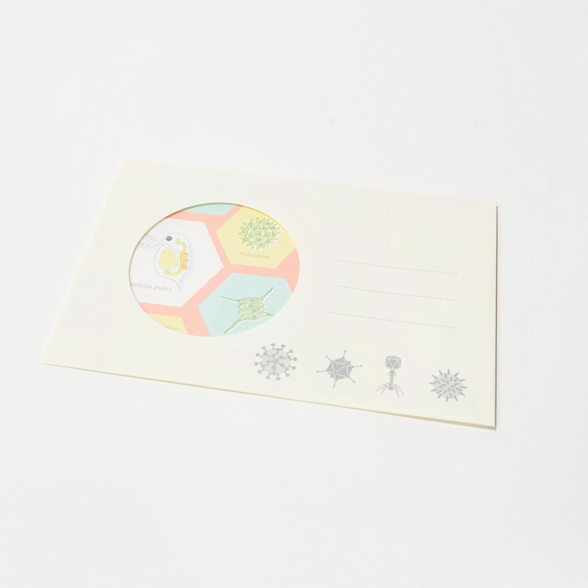 Microbiology STUDY HOLIC Bundle / GreenFlash - Image 13