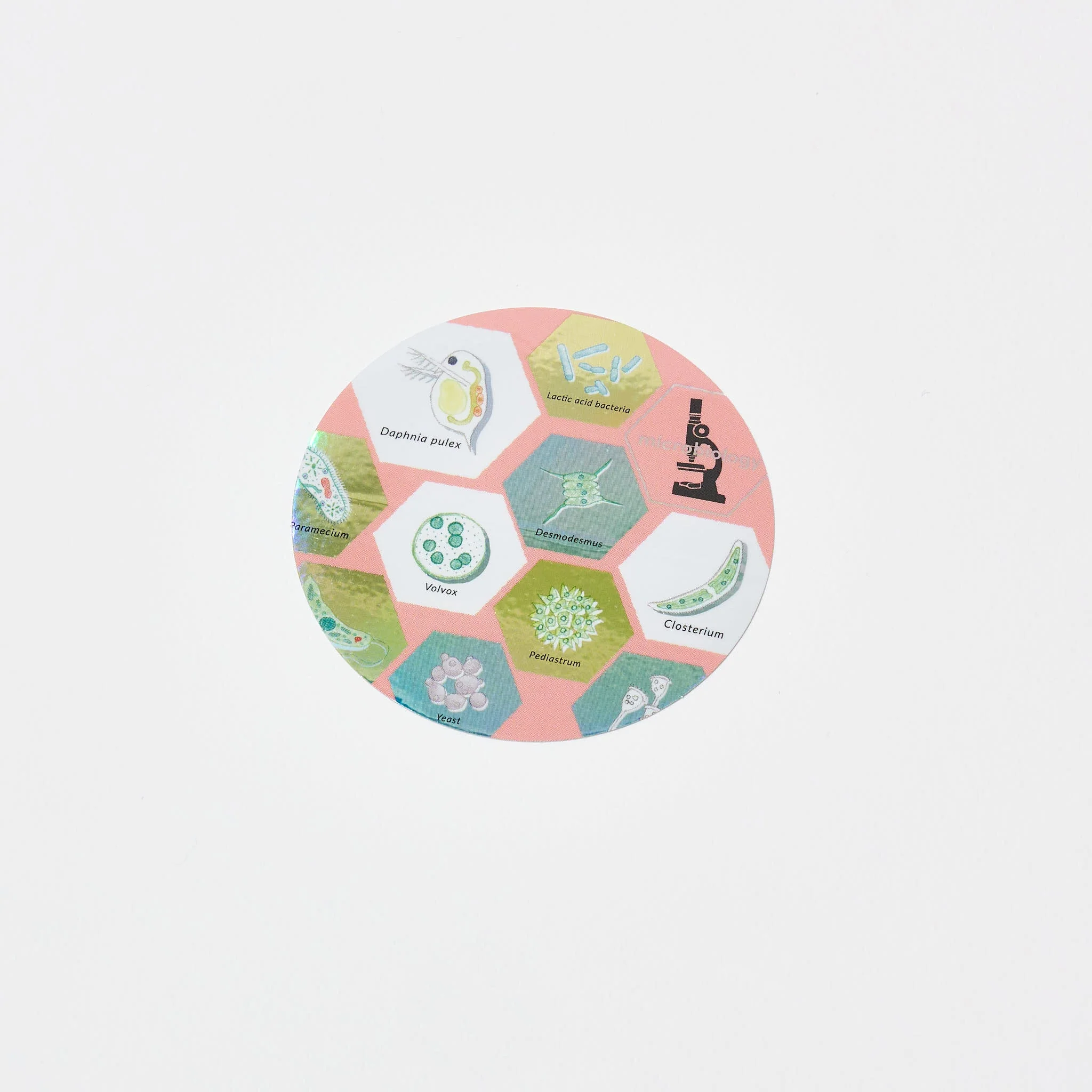 Microbiology STUDY HOLIC Bundle / GreenFlash - Image 5