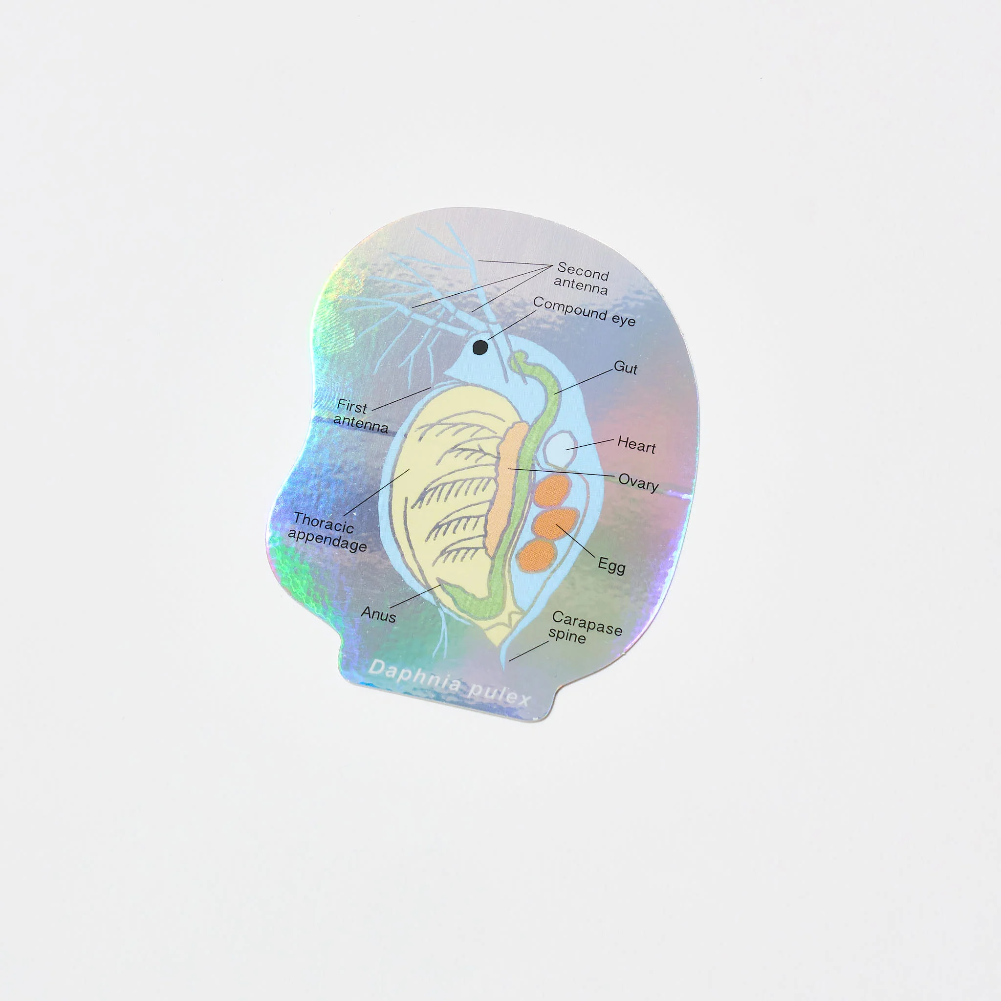 Microbiology STUDY HOLIC Bundle / GreenFlash - Image 6
