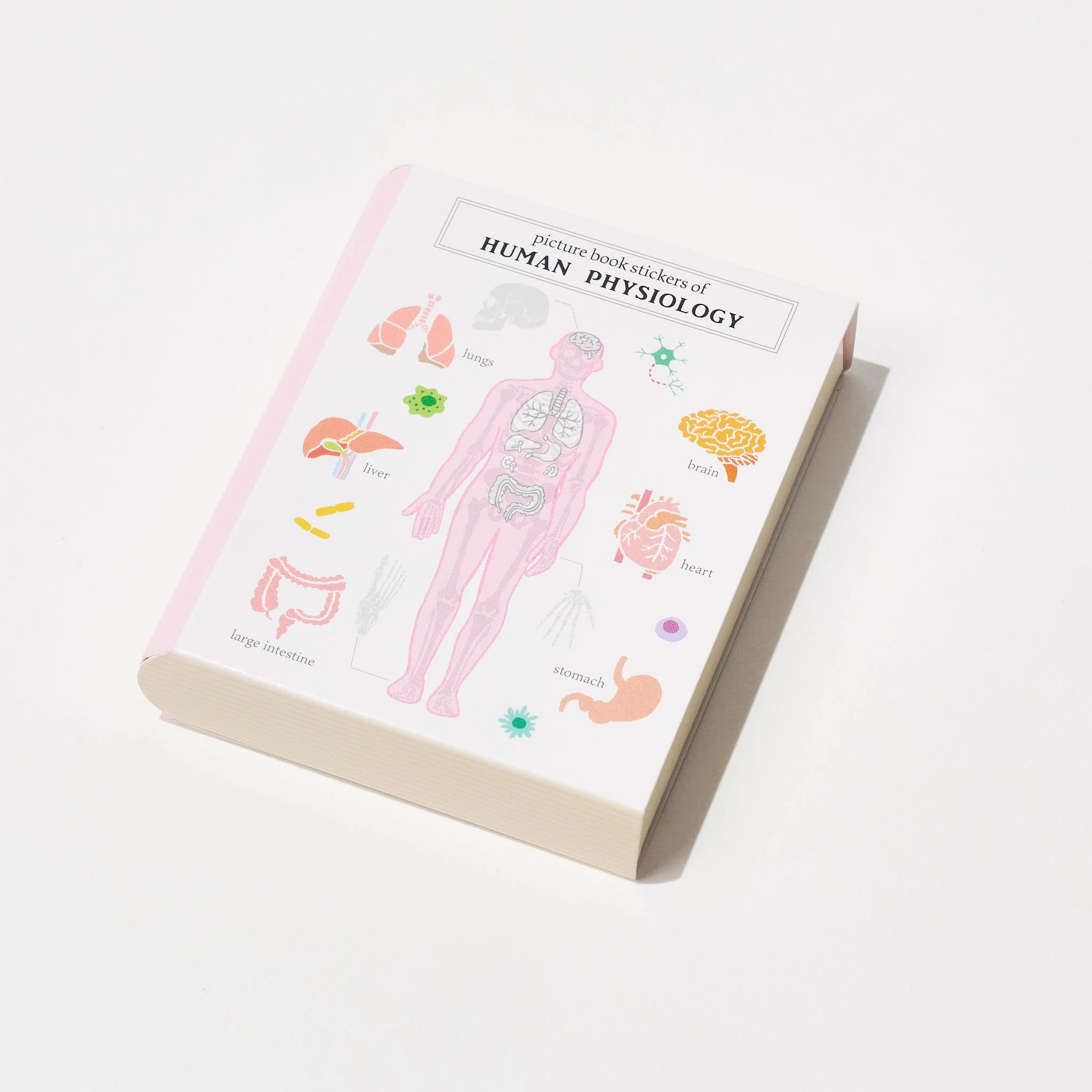 STUDY HOLIC Flake Stickers with Encyclopedia Case / GreenFlash - Image 5