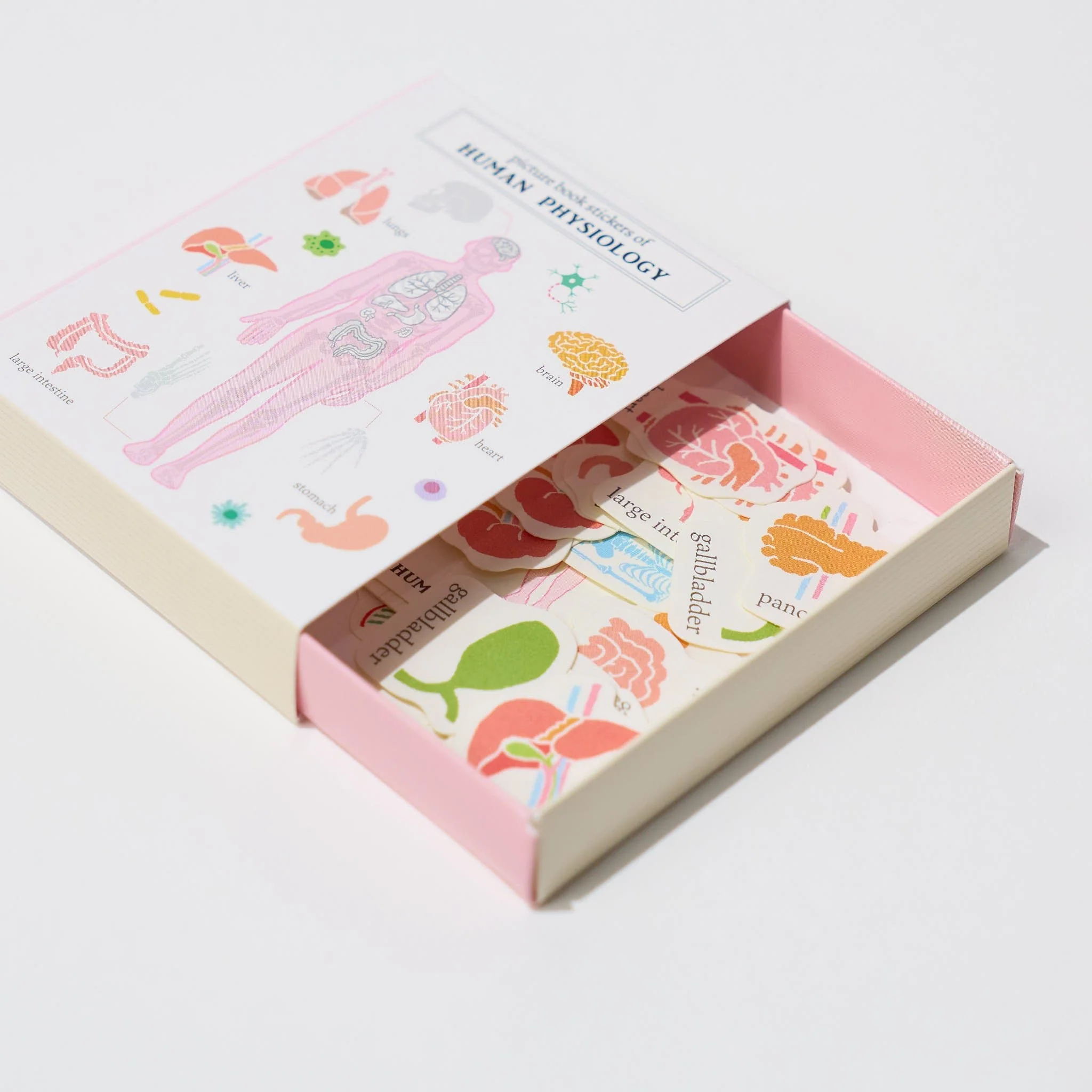 STUDY HOLIC Flake Stickers with Encyclopedia Case / GreenFlash - Image 6